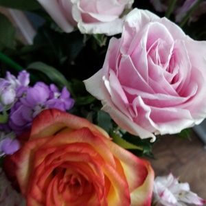 Meet your Posher, Geraldine